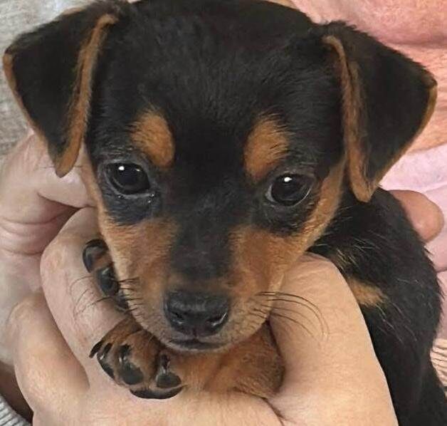 Jack Russell Terrier puppies for sale in East Kilbride, Lanarkshire – 9 weeks old - Image 4 of 6