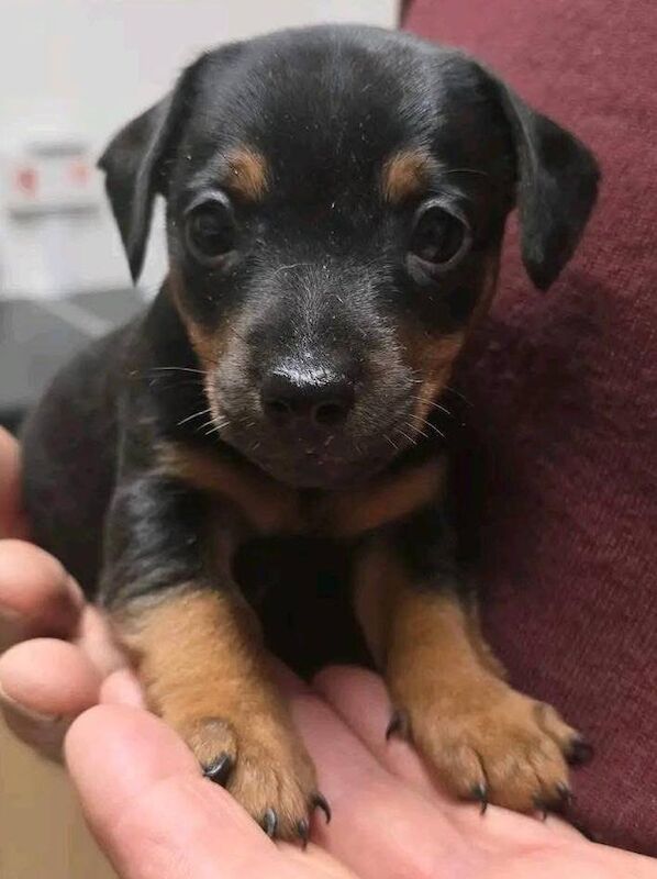 Jack Russell Terrier puppies for sale in East Kilbride, Lanarkshire – 9 weeks old - Image 5 of 6