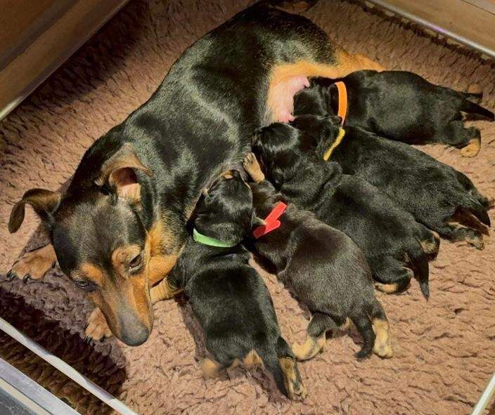 Jack Russell Terrier puppies for sale in East Kilbride, Lanarkshire – 9 weeks old - Image 6 of 6