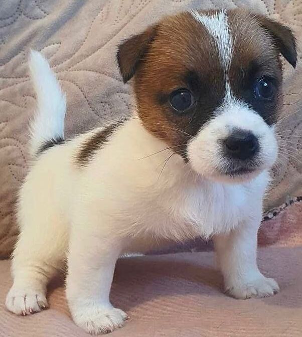 Jack Russell Terrier puppies for sale in East Kilbride, Lanarkshire – 9 weeks old - Image 3 of 3