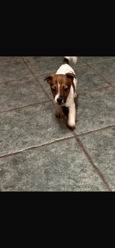 Jack Russell Terrier puppies for sale in Newry, County Armagh – 8 weeks old