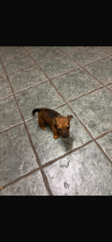 Jack Russell Terrier puppies for sale in Newry, County Armagh – 8 weeks old - Image 2 of 3