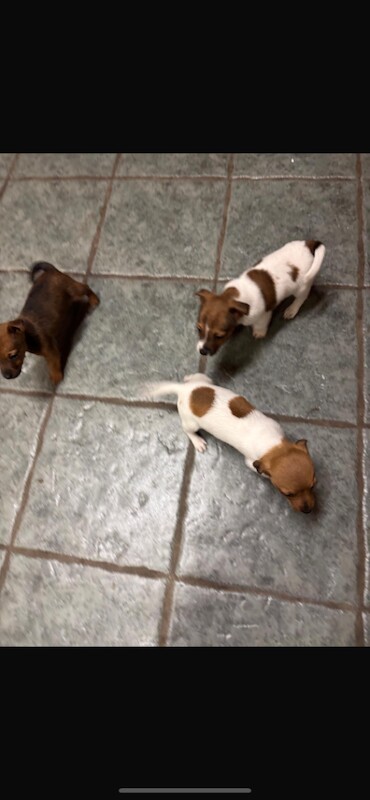 Jack Russell Terrier puppies for sale in Newry, County Armagh – 8 weeks old - Image 3 of 3