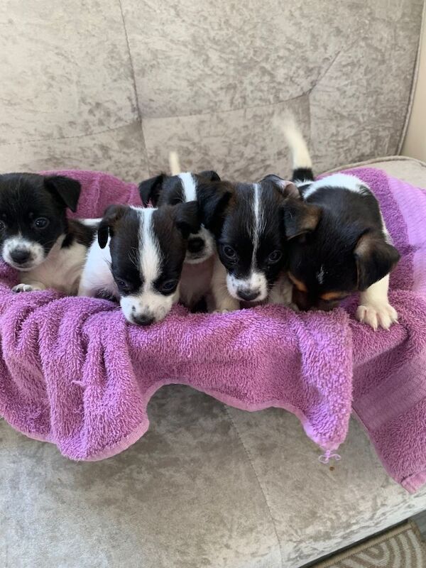 Pedigree Jack Russell Terrier Puppies For Sale