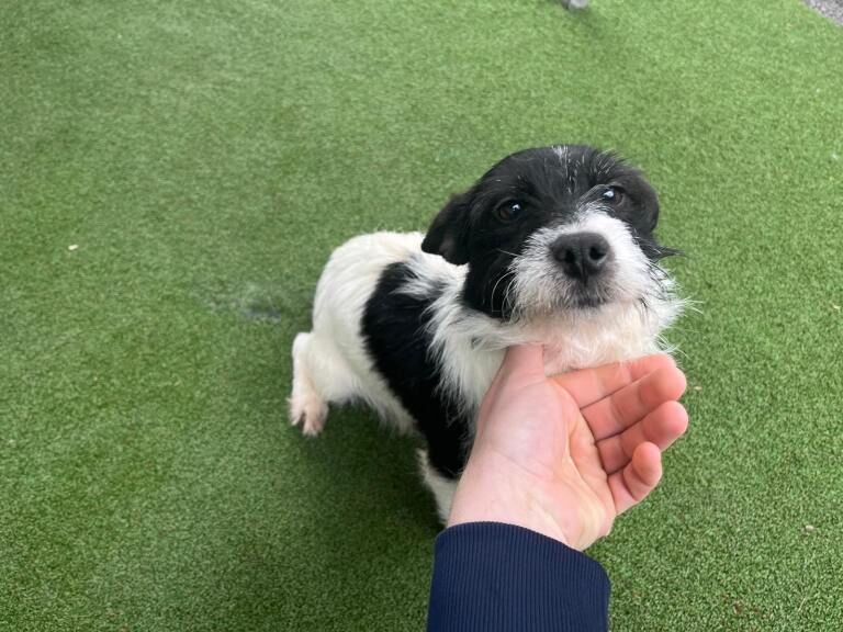 Miniature Jack Russell puppies - Image 2 of 5