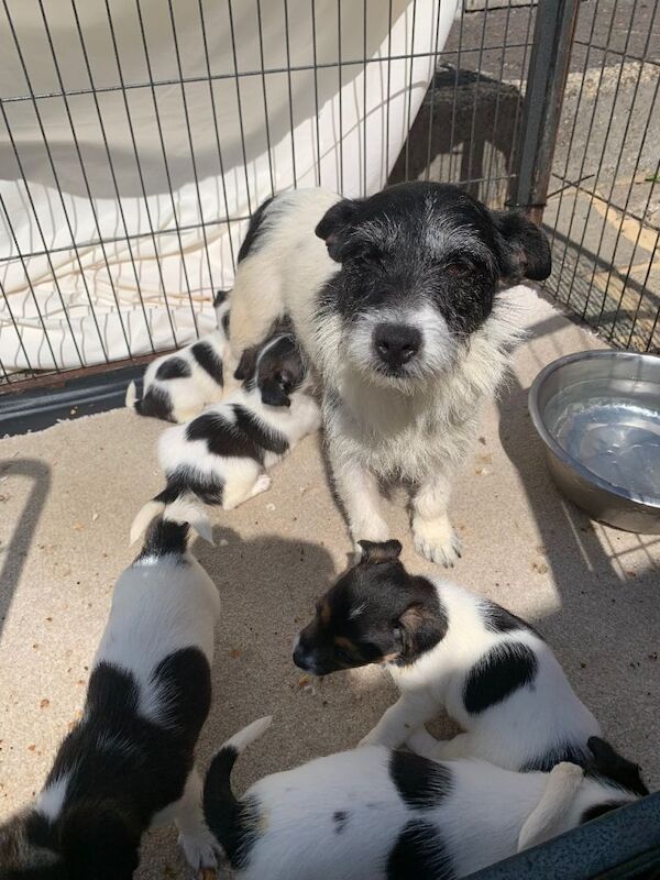 Miniature Jack Russell puppies - Image 3 of 5