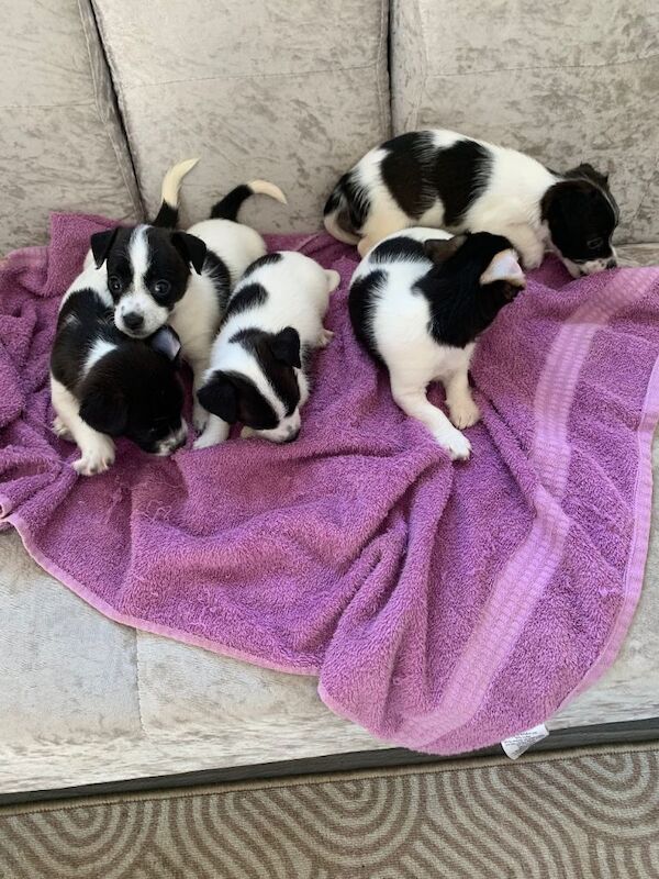 Miniature Jack Russell puppies - Image 4 of 5