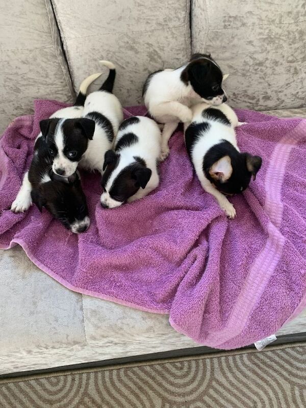 Miniature Jack Russell puppies - Image 5 of 5