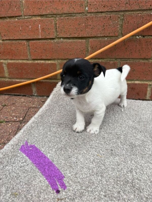 Miniature jack Russell puppies for sale