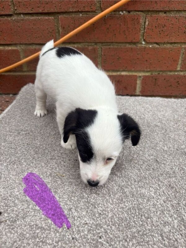 Miniature jack Russell puppies for sale - Image 2 of 6
