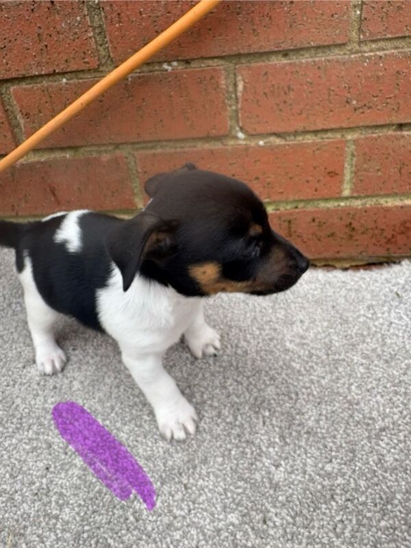 Miniature jack Russell puppies for sale - Image 3 of 6