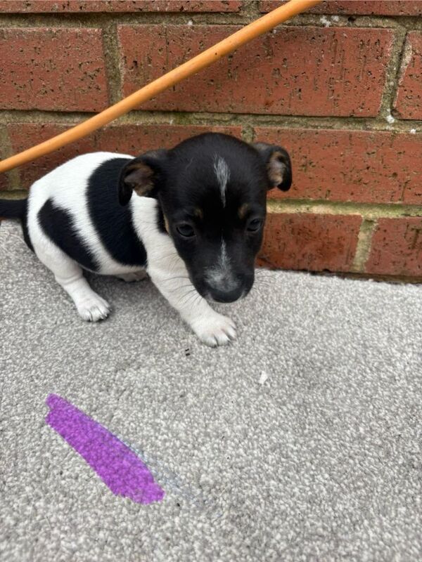 Miniature jack Russell puppies for sale - Image 4 of 6