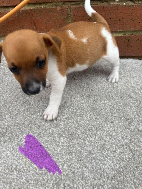 Miniature jack Russell puppies for sale - Image 5 of 6
