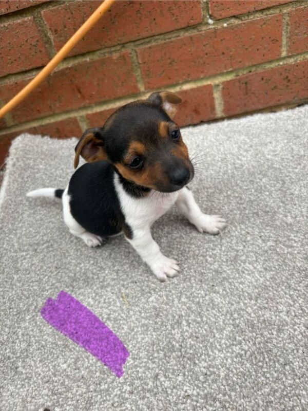 Miniature jack Russell puppies for sale - Image 6 of 6