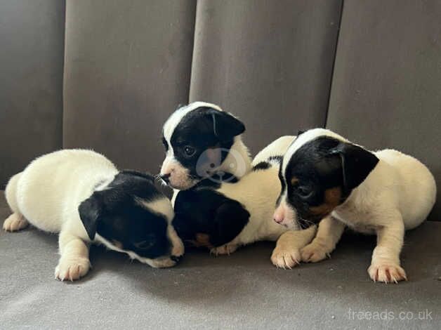 Jack Russell Terrier puppies for sale in Guildford, Surrey – 1 year old - Image 1 of 5