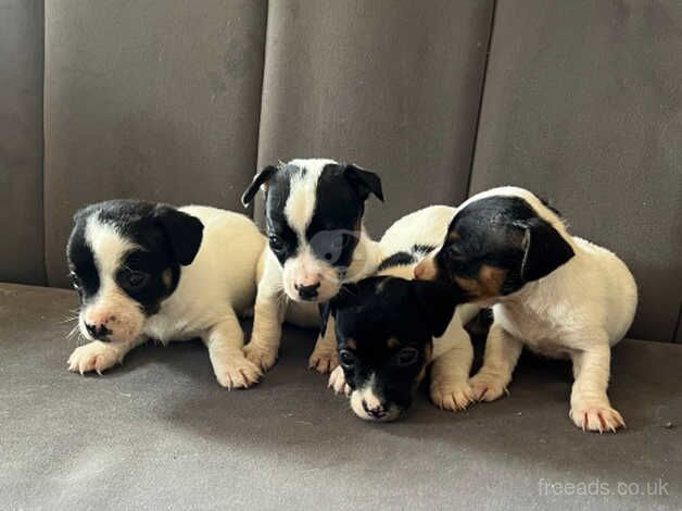 Jack Russell Terrier puppies for sale in Guildford, Surrey – 1 year old - Image 2 of 5