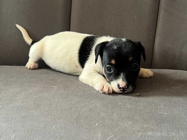 Jack Russell Terrier puppies for sale in Guildford, Surrey – 1 year old - Image 3 of 5