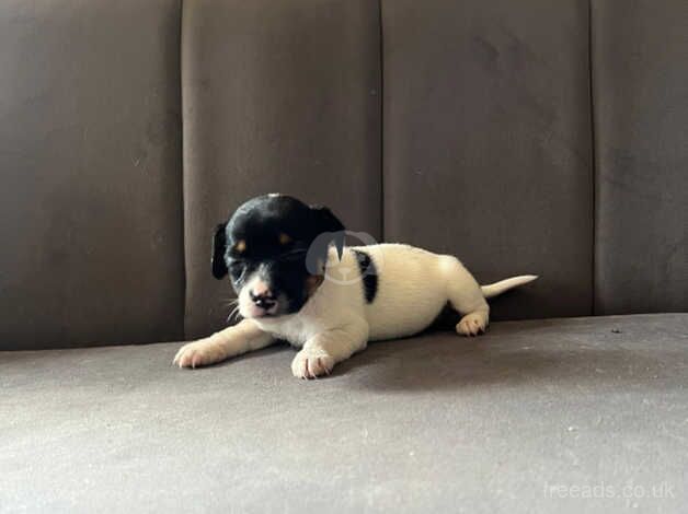 Jack Russell Terrier puppies for sale in Guildford, Surrey – 1 year old - Image 4 of 5