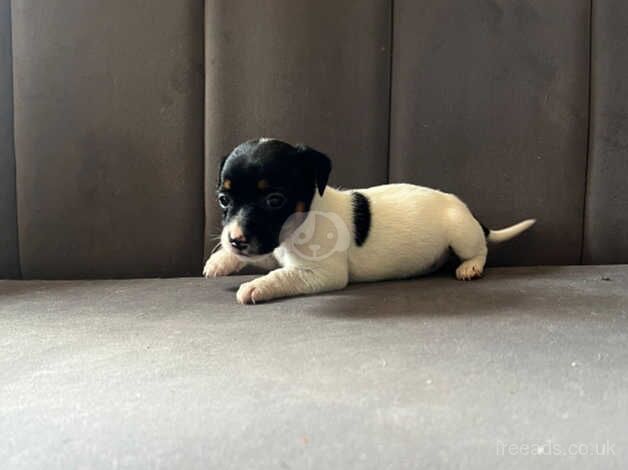 Jack Russell Terrier puppies for sale in Guildford, Surrey – 1 year old - Image 5 of 5