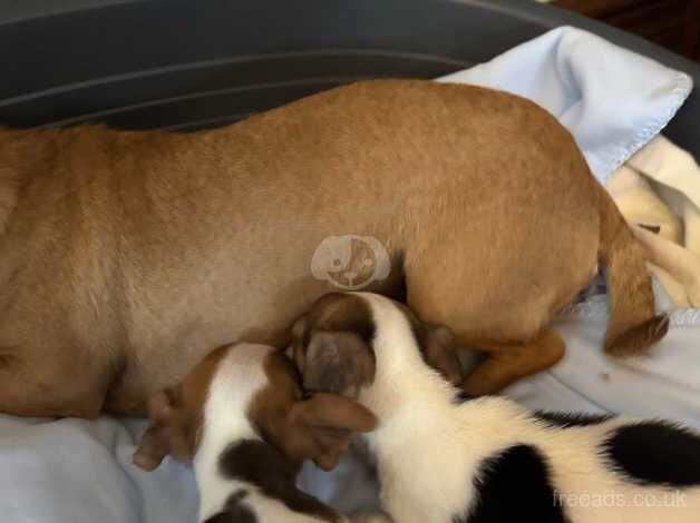 Jack Russell Terrier puppies for sale in Glasgow, Glasgow City – 1 year old - Image 2 of 5