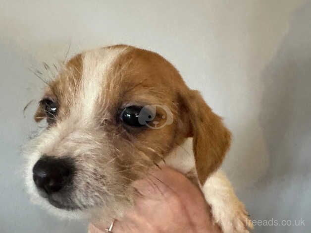 Jack Russell Terrier puppies for sale in Glasgow, Glasgow City – 1 year old - Image 4 of 5