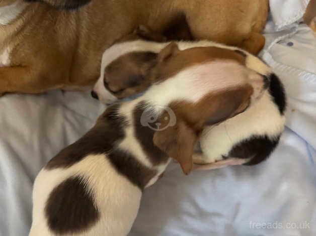 Jack Russell Terrier puppies for sale in Glasgow, Glasgow City – 1 year old - Image 5 of 5
