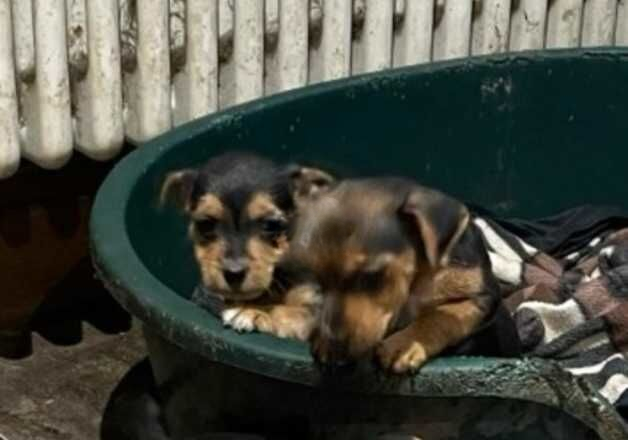 Jack Russell Terrier puppies for sale in Pontypridd, Rhondda Cynon Taf – 1 year old - Image 1 of 3