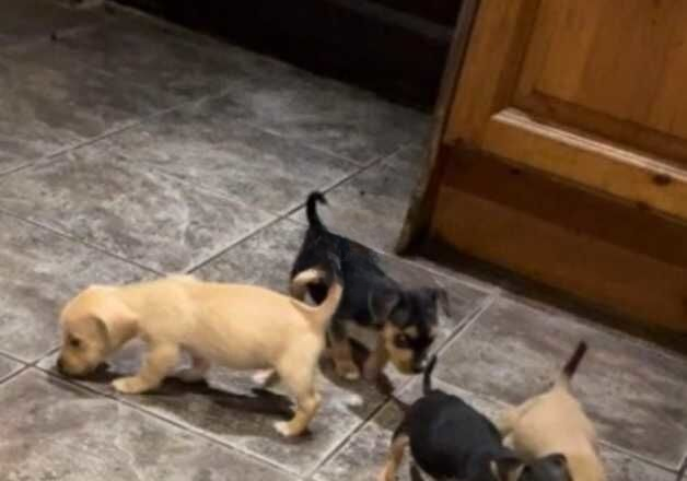 Jack Russell Terrier puppies for sale in Pontypridd, Rhondda Cynon Taf – 1 year old - Image 3 of 3