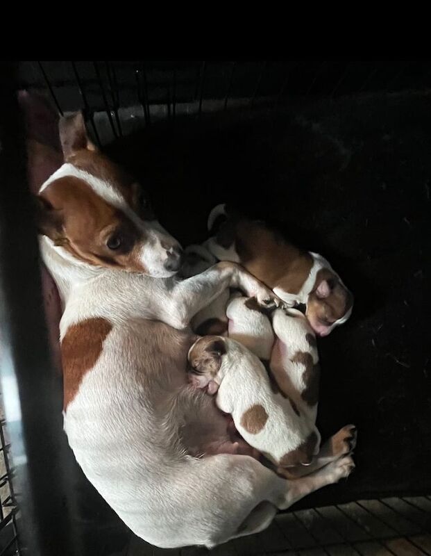 Jack Russell puppies for sale in Heathrow, London – 4 months old - Image 1 of 3