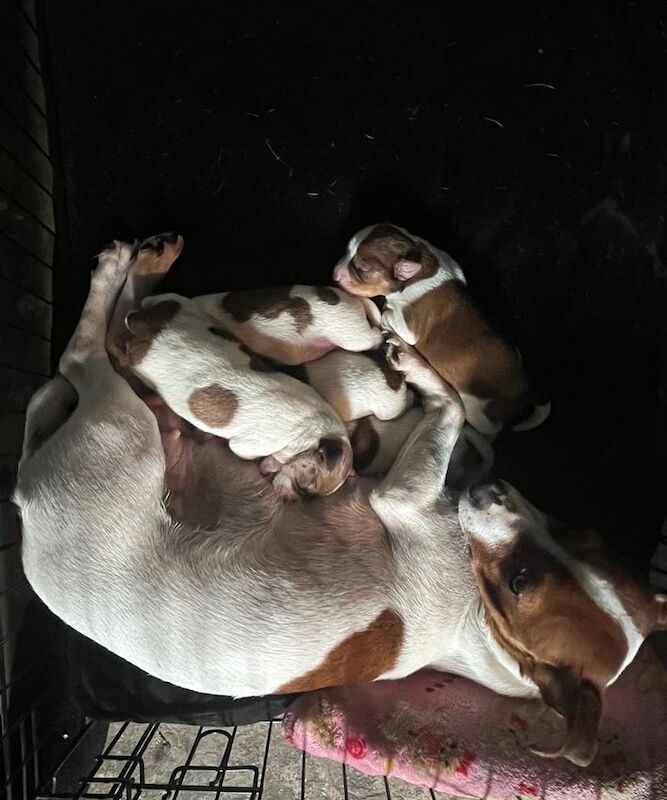 Jack Russell puppies for sale in Heathrow, London – 4 months old - Image 2 of 3