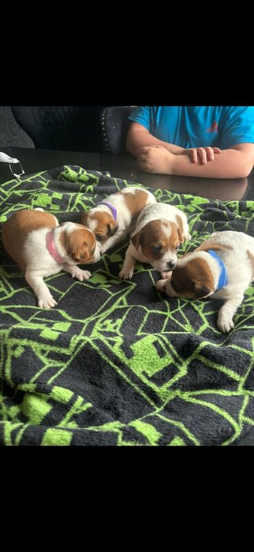Jack Russell puppies for sale in Heathrow, London – 4 months old - Image 3 of 3