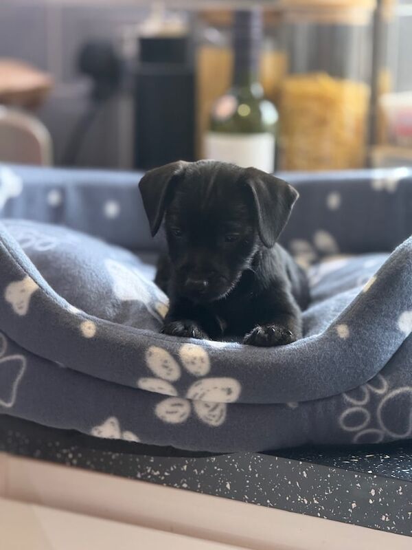 Jack Russell Terrier puppies for sale in Staines-upon-Thames, Surrey – 8 weeks old