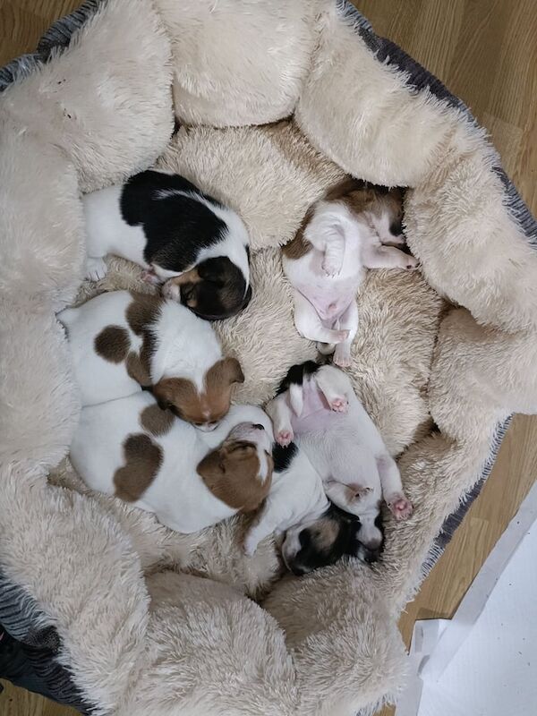 Miniature Jack Russell pups for sale in Kilrea, County Londonderry