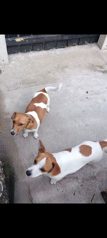 Miniature Jack Russell pups for sale in Kilrea, County Londonderry | Image 3