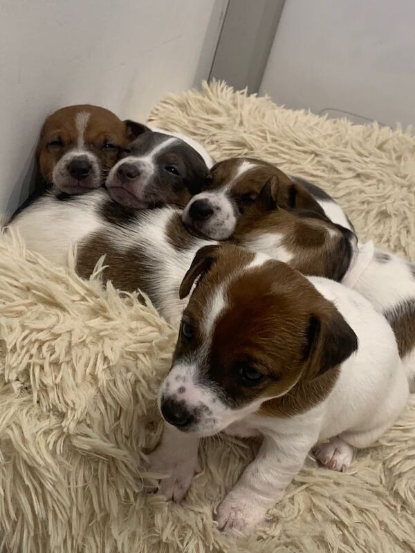 Miniature jack Russell pups. for sale in Ballymena, County Antrim