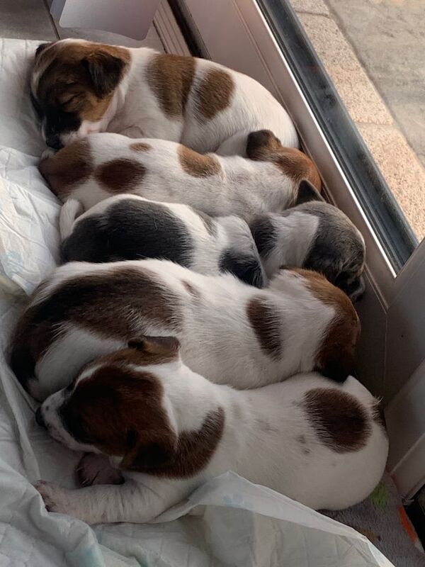 Miniature jack Russell pups. for sale in Ballymena, County Antrim - Image 2