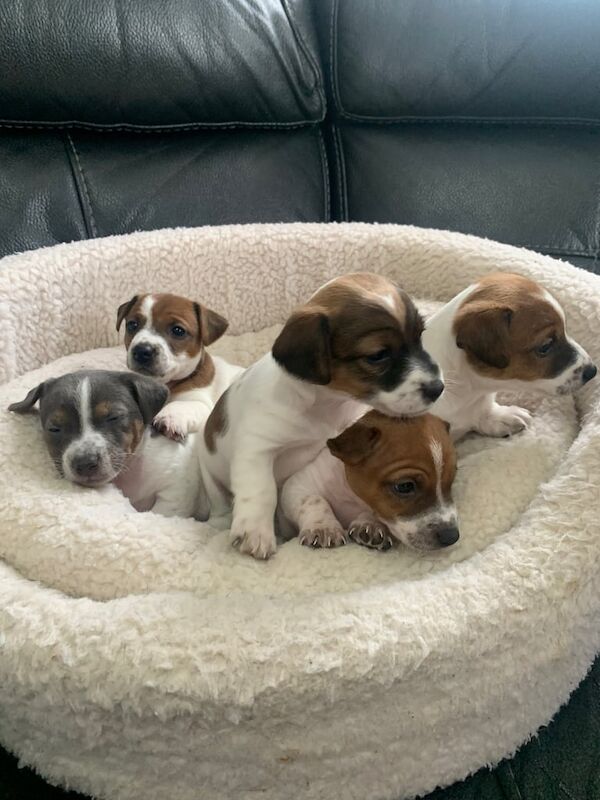 Miniature jack Russell pups. for sale in Ballymena, County Antrim | Image 3