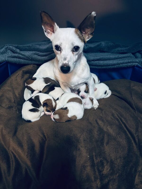 Jack Russell puppies for sale in Dungannon, County Tyrone – 2 weeks old