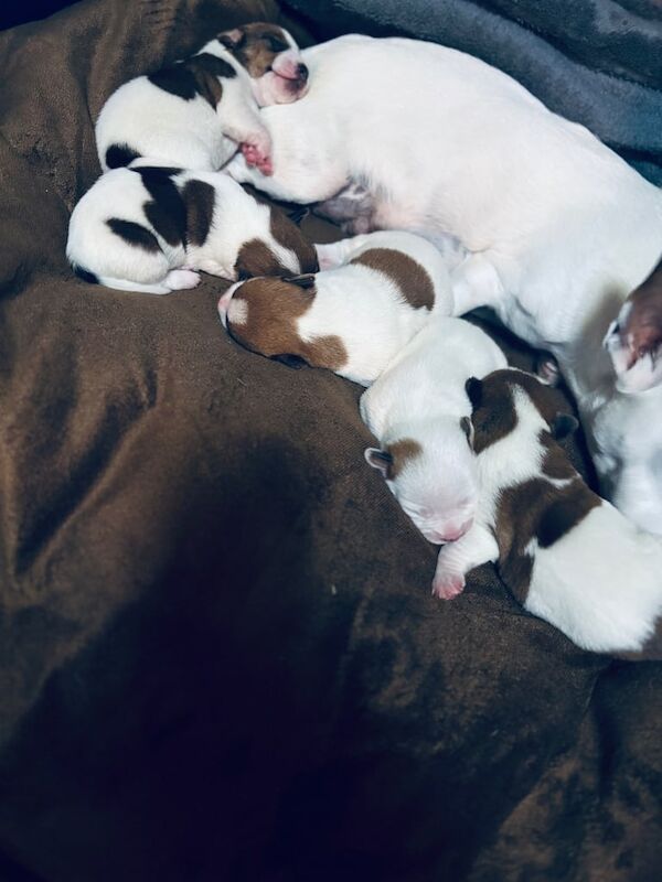Jack Russell puppies for sale in Dungannon, County Tyrone – 2 weeks old - Image 2 of 3