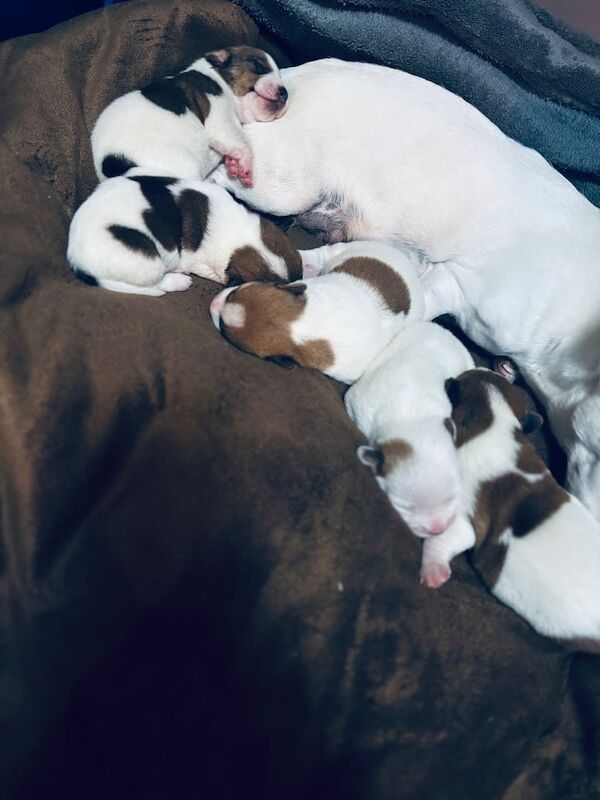 Jack Russell puppies for sale in Dungannon, County Tyrone – 2 weeks old - Image 3 of 3