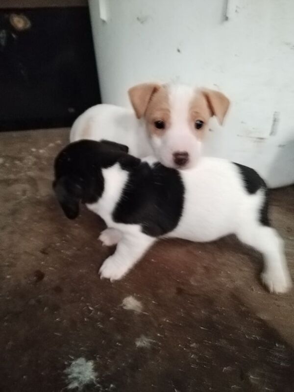 Jack Russell Terrier puppies for sale in Londonderry, County Londonderry – 8 weeks old