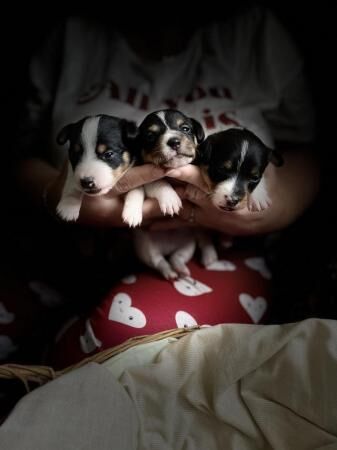 Jack Russell Terrier puppies for sale in Scarborough, North Yorkshire – 1 year old - Image 1 of 5
