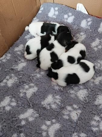 Miniature jack russell terrier puppies for sale in Scarborough, North Yorkshire - Image 2