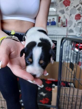 Miniature jack russell terrier puppies for sale in Scarborough, North Yorkshire - Image 4