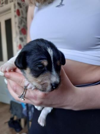 Jack Russell Terrier puppies for sale in Scarborough, North Yorkshire – 1 year old - Image 5 of 5