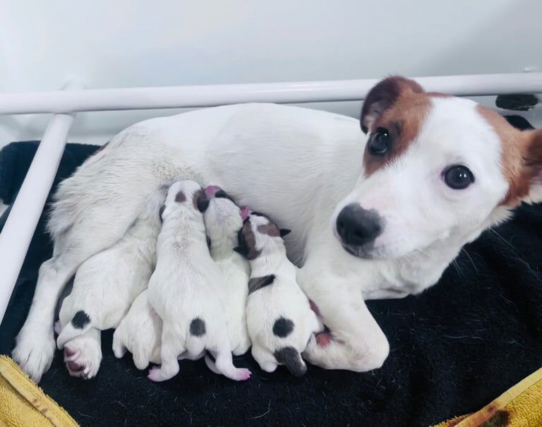 Jack Russell puppies for sale in Barkisland, West Yorkshire – 3 days old