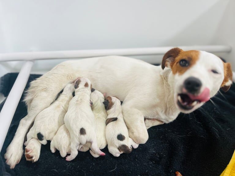 Jack Russell puppies for sale in Barkisland, West Yorkshire – 3 days old - Image 2 of 3