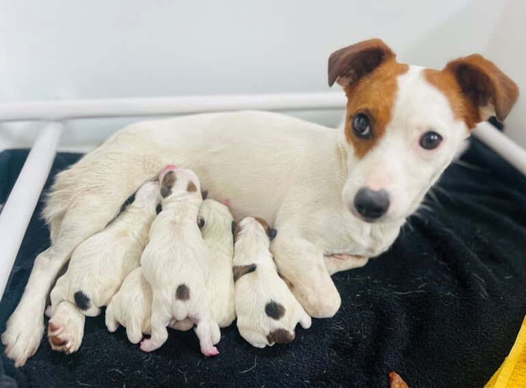 Jack Russell puppies for sale in Barkisland, West Yorkshire – 3 days old - Image 3 of 3
