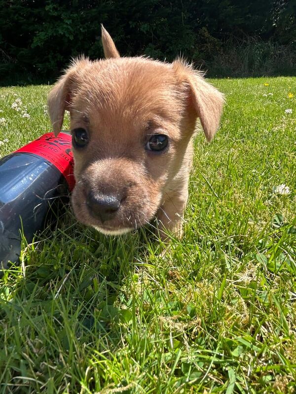Miniature Jack Russell X for sale in Bessbrook, County Armagh