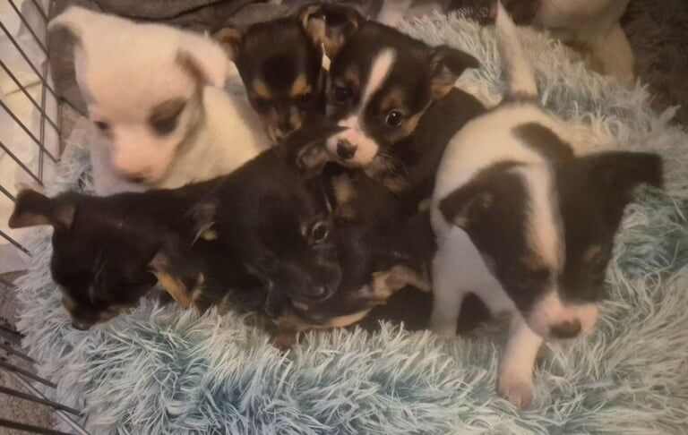 Jack Russell Terrier puppies for sale in Peterlee, Durham – 6 weeks old